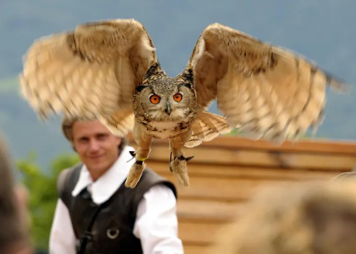 Relax Camelia 로카르노